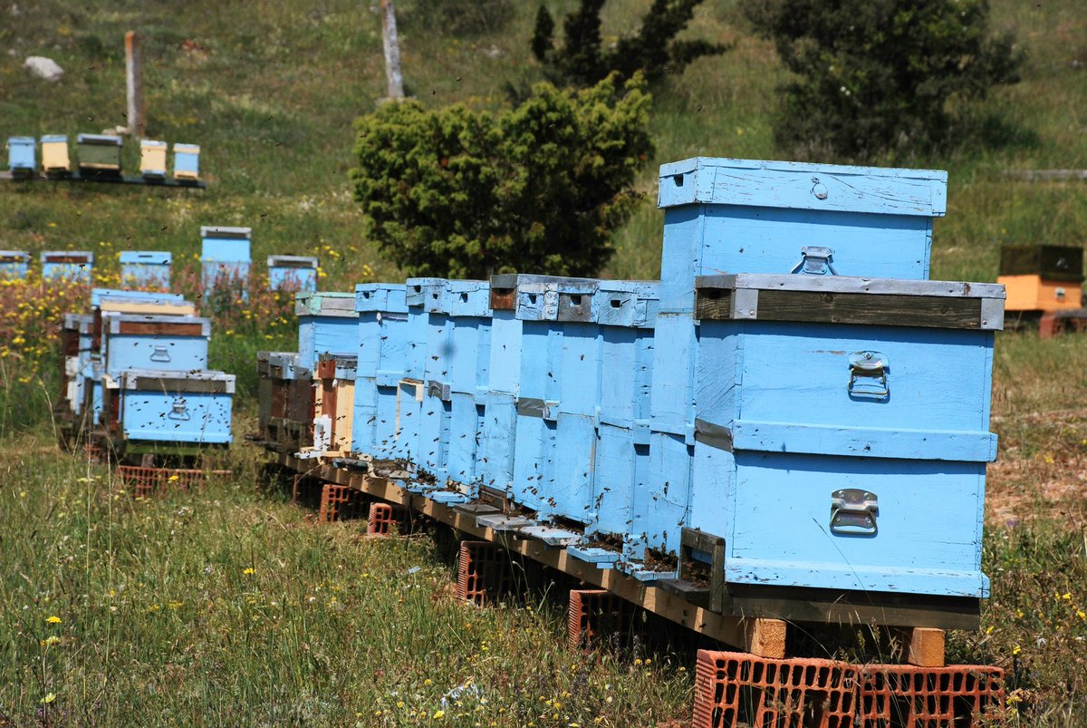 Tam kadro sezonun başlamasını bekliyoruz 🙂
#doğalbal
#dogalbal
#vedatmilor
#bal
#bilecik