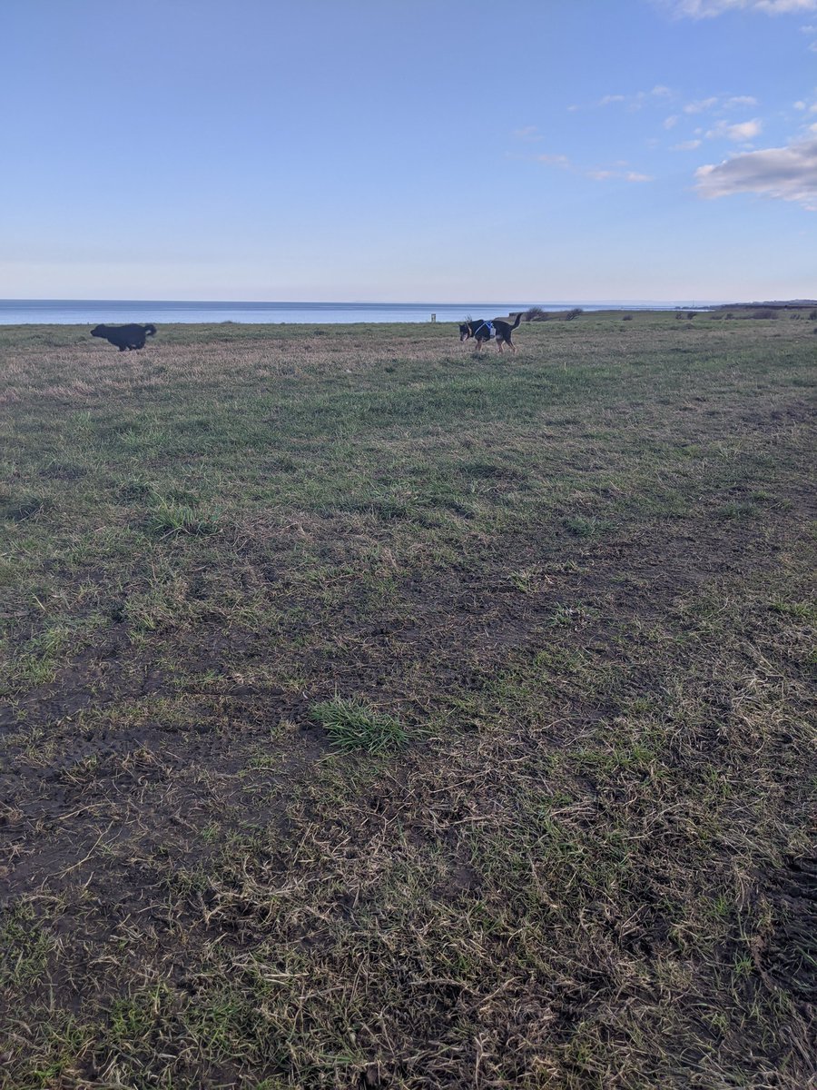 RaisingCain20's tweet image. Had a big walk out with Milo today! Milo is the human's girlfriend's guide dog and nearly three years old. As you can see, he has far more energy than I do! #dogsoftwitter #labradoodle #SeniorPupSaturday