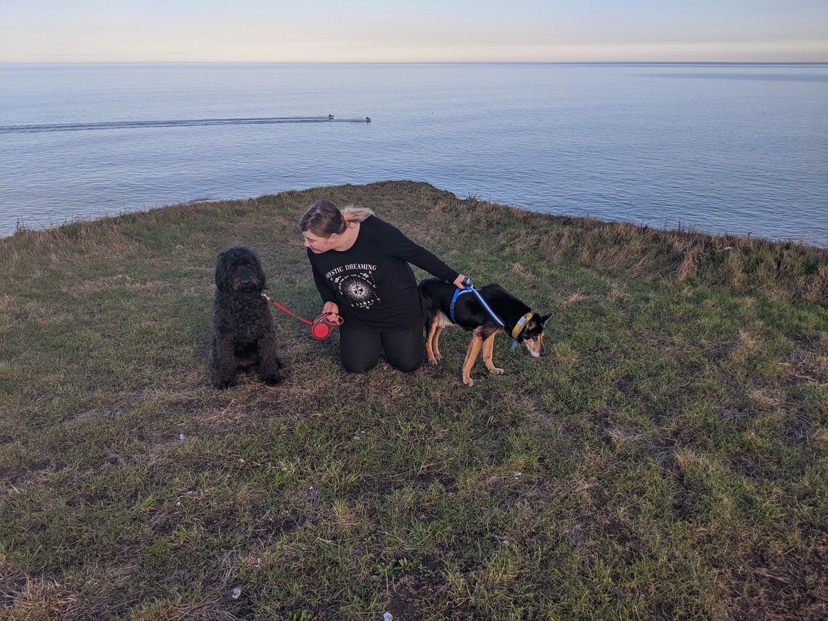 RaisingCain20's tweet image. Had a big walk out with Milo today! Milo is the human's girlfriend's guide dog and nearly three years old. As you can see, he has far more energy than I do! #dogsoftwitter #labradoodle #SeniorPupSaturday