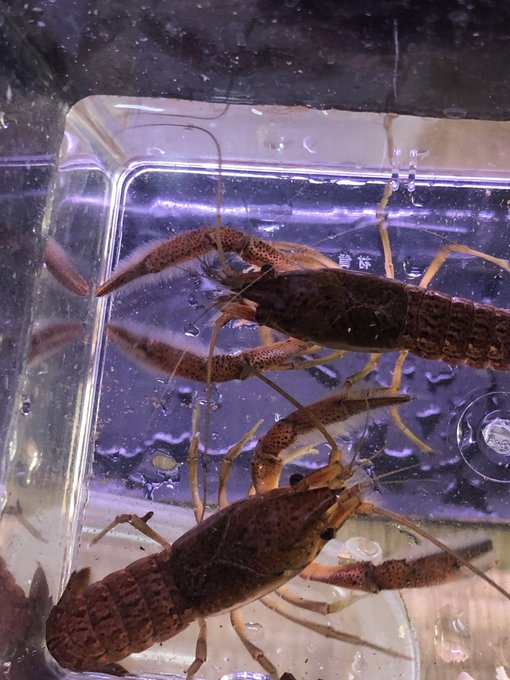 甲殻類の鰓呼吸について ザリガニ 甲殻類 有尾類の世界