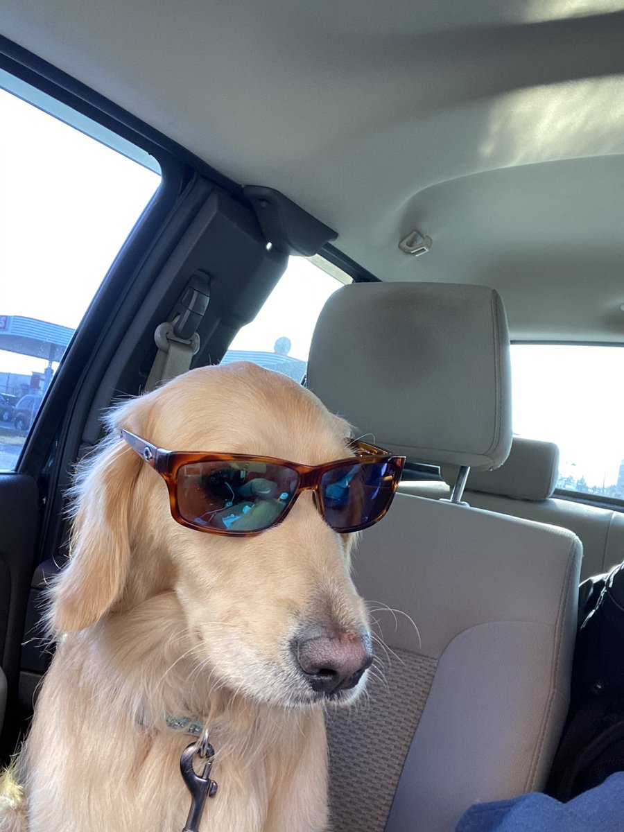 Konman24's tweet photo. Lou chilling https://t.co/Cq742z5kQL