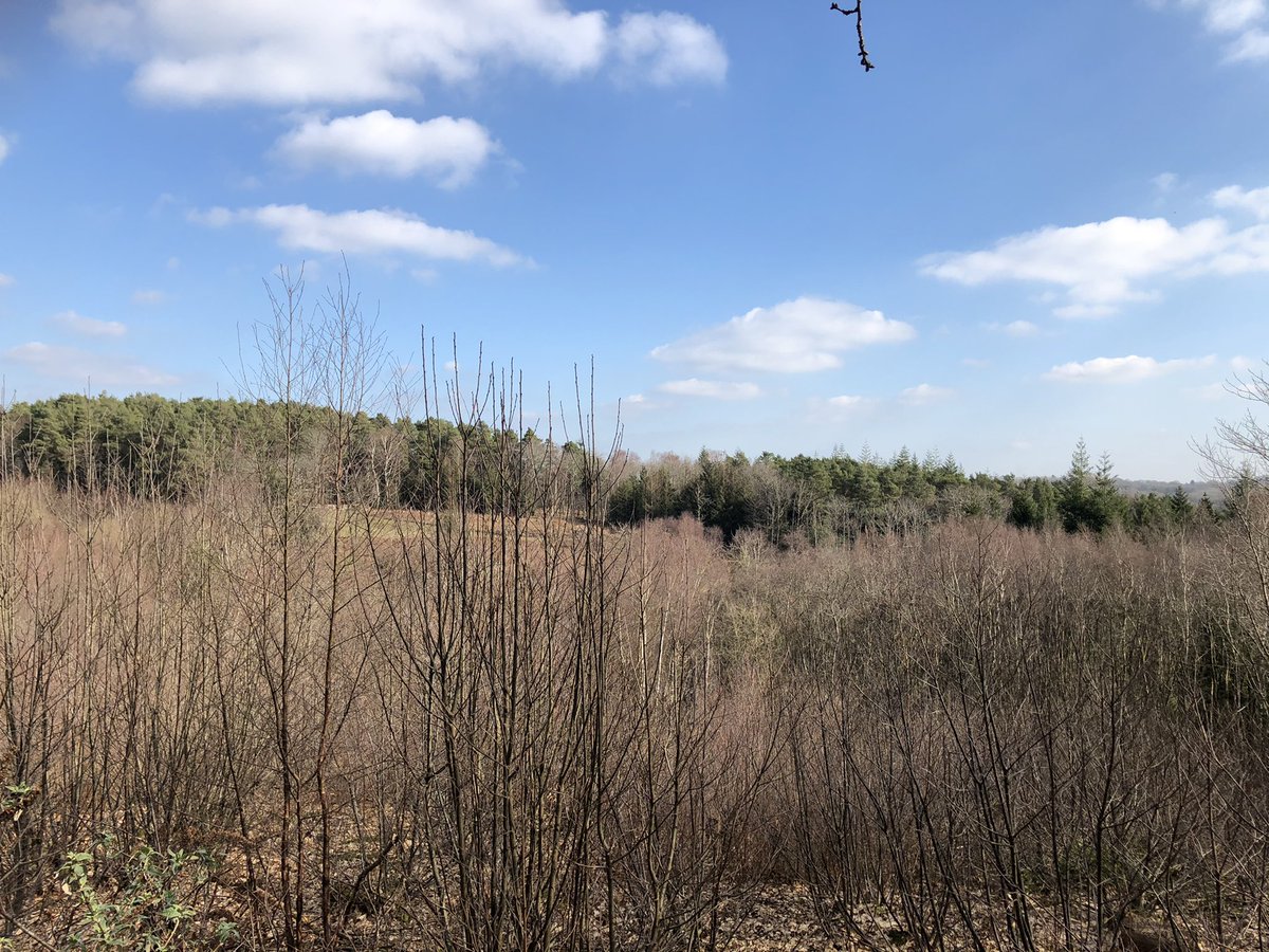 Lovely walk with the girls and Luna at Wilderness Woods today. Beautiful weather too ☀️