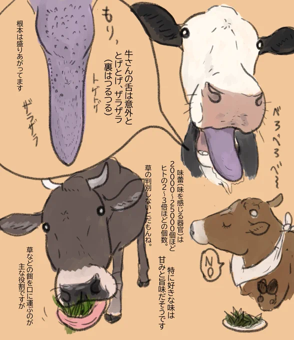 牛さんの舌👅の話 