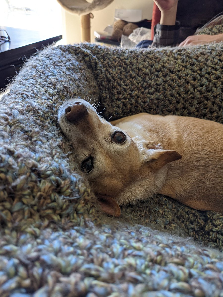 dawnvanlieu's tweet photo. What do you want woman? #Pupperday https://t.co/oJZ4TfLgzx