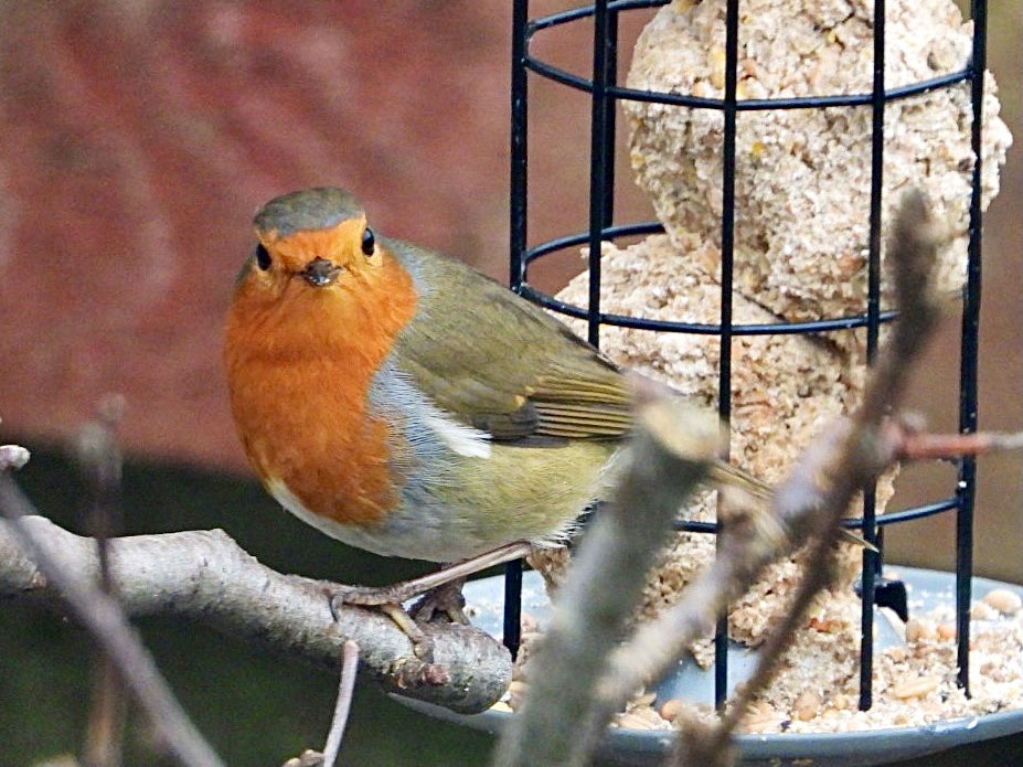 Bringing tweets to Twitter. 

#robin #scottishgarden #scottishwildlife