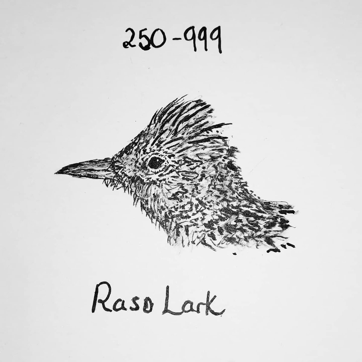 designabbied's tweet photo. This endangered animal series is to highlight the deterioration of this wonderful planet😔🌍
Today's animal is the Raso Lark with 250-999 recorded in the wild🥺
#savetheendangered
-
#endangeredanimals #endangered #savetheplanet #savetheanimals #rasolark #bird #wwf https://t.co/fEPtxYDkNQ
