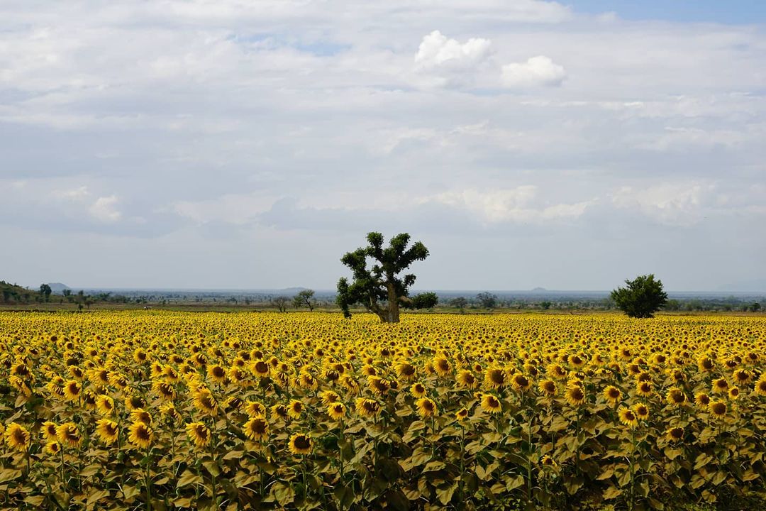 Sunflower fields in the wilderness of Namalu, Northern Uganda. Photo by Herve Keirsse