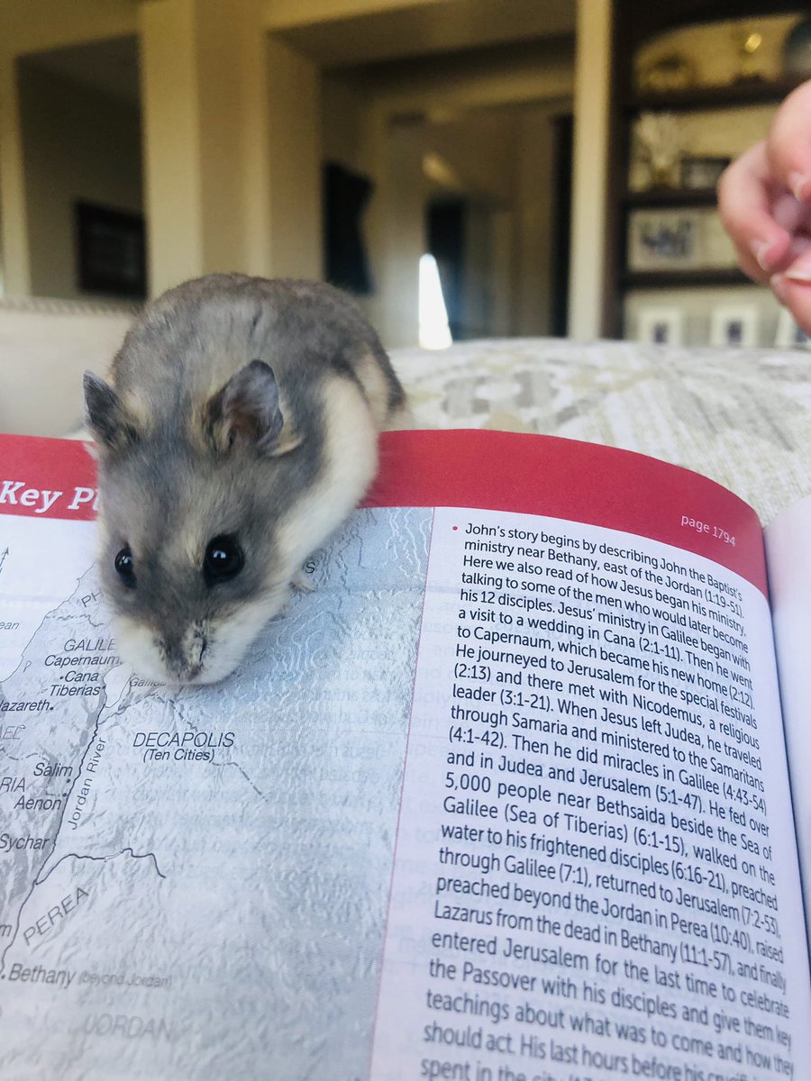 MonicaNBCSD's tweet image. All creatures great and small. 🐹 @JAndersonWriter 9 days to go in the @YouVersion #powerread #Biblein60Days - thx for the guidance &amp;amp; inspiration 🙏🏻