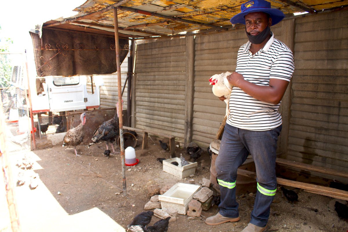MagrizaMMC's tweet photo. New Video Alert on YouTube: Indigenous Chicken Business: The Dynamics Explained! 

In this video, Hlengani Dube shows us the dynamics behind his chicken business, his liking for dogs and his immense passion for fishing. 

https://t.co/qHXM4A4FRv

#YouTube
#IndigenousChicken https://t.co/bwVzvVL7VL