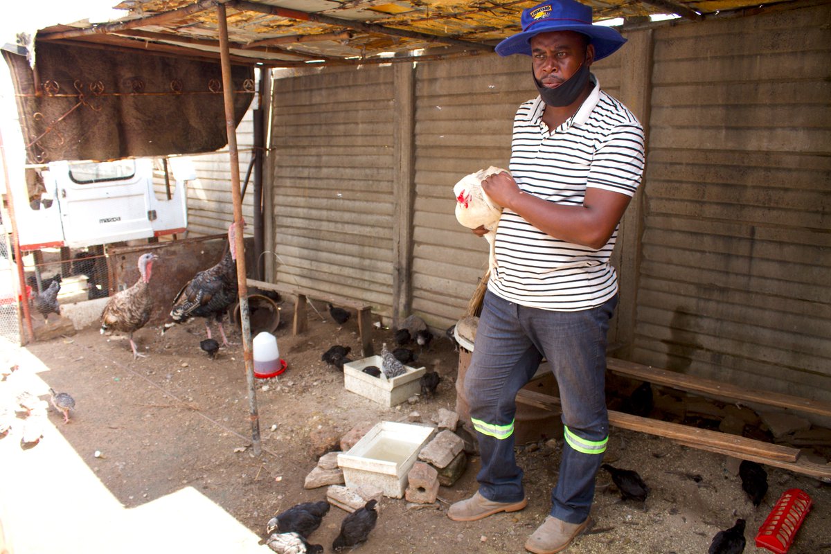 MagrizaMMC's tweet photo. New Video Alert on YouTube: Indigenous Chicken Business: The Dynamics Explained! 

In this video, Hlengani Dube shows us the dynamics behind his chicken business, his liking for dogs and his immense passion for fishing. 

https://t.co/qHXM4A4FRv

#YouTube
#IndigenousChicken https://t.co/bwVzvVL7VL