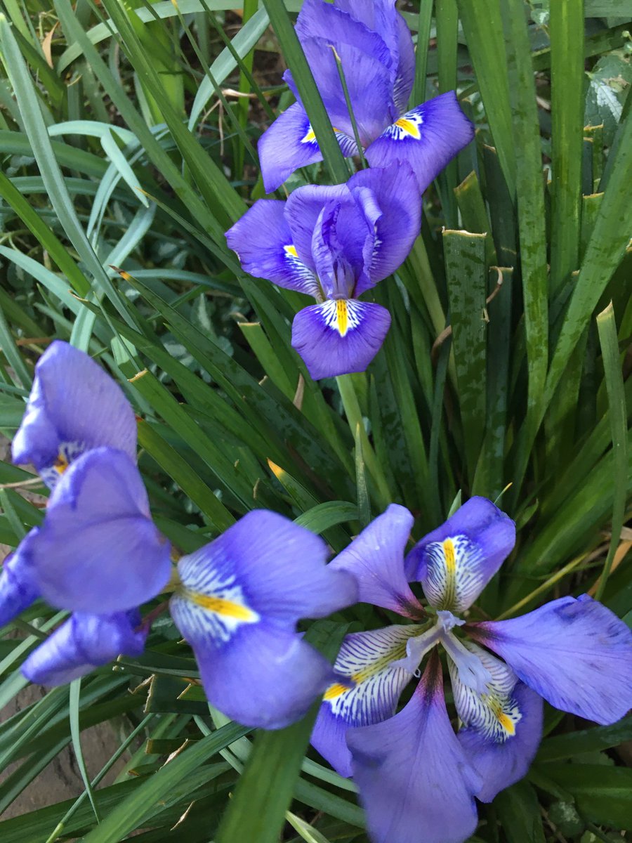 wazzo_m's tweet photo. I always look forward to passing by the garden of @StJohnsSmithSq especially at spring, and today did not disappoint! Thank you for the lovely plants of interest. #StJohnsSmithSquare @ThorneyIslandSo @LondonInBloomUK https://t.co/2d0XxxIo7y
