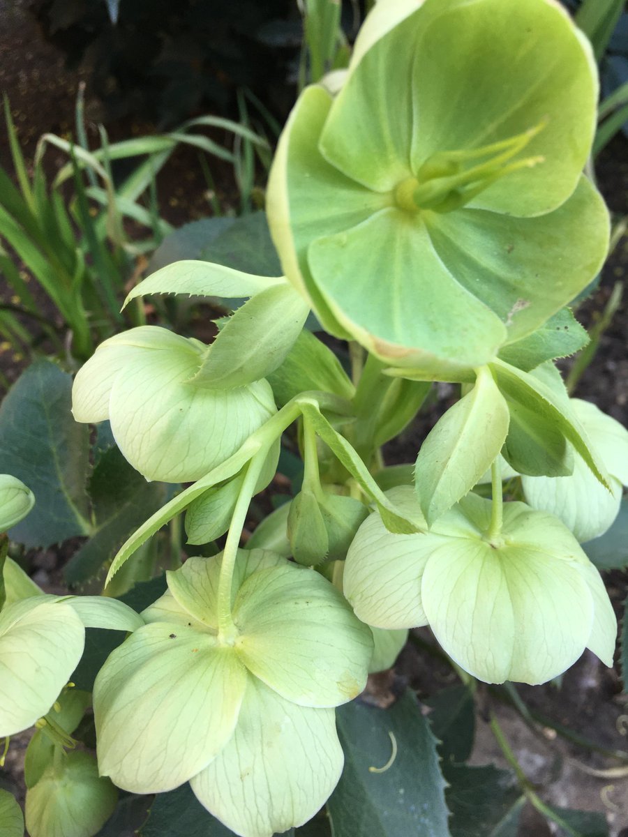 wazzo_m's tweet photo. I always look forward to passing by the garden of @StJohnsSmithSq especially at spring, and today did not disappoint! Thank you for the lovely plants of interest. #StJohnsSmithSquare @ThorneyIslandSo @LondonInBloomUK https://t.co/2d0XxxIo7y