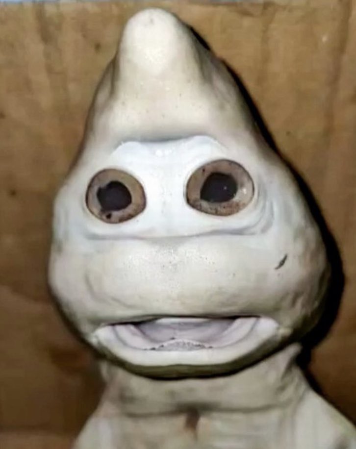 DON’T CLICK THE CLICKBAIT!

This is the shark doing the rounds this week that supposedly has a “human face”:
 
👀👀👀