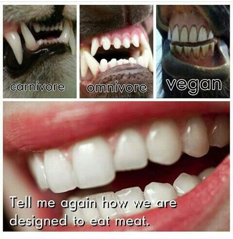Ivy_MiddletonUK's tweet photo. Vegan

🌱💚🐽 

#animalrights #endspeciesism #COVID19 #plantbased #vegan https://t.co/4RfbZ0F82I