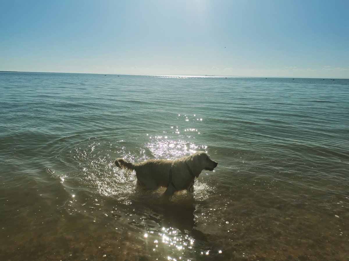 EarthElise's tweet photo. So happy that my dog loves the sea as much as I do 🌊

Even though he tries to rescue me when I'm doing a cold water swim 😂

#goldenretriever #sea #openwaterswim #wildswim #beach https://t.co/GsZS8x8ULC