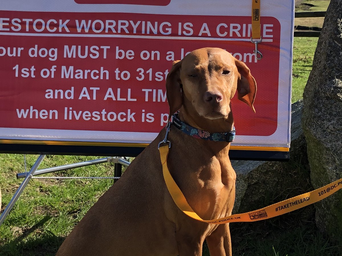 As part of our #livestockworrying prevention campaign, today marks the start of our #takethelead initiative designed to encourage reporting + raise awareness. On #Bodminmoor today and thank you to the awesome Teasel for being the first recipient of a free dog lead. #reportcrime