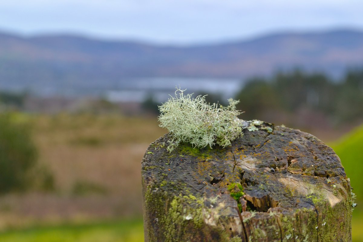 Spring overlooking Kenmare Bay, County Kerry.  #lichen #lichens #rossacoosane #kenmare #kenmarebay #kerry #kerryireland #countykerry #ireland