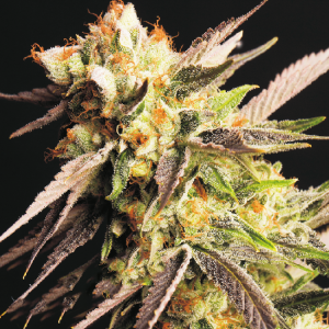 Quieres comprar Semillas de Marihuana a granel Online ? en bit.ly/3dbvXQW realizamos envíos a España, Argentina, Uruguay, Brasil y Colombia #semillasdemarihuana #semillasagranel #semillasdecannabis #semillasbaratas