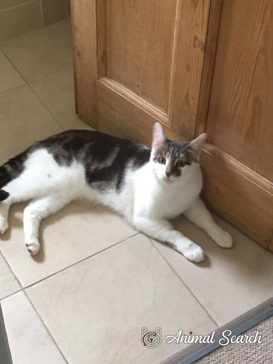 catgirl321's tweet photo. #LOST #CAT‼️
Please keep lookout for tabby & (mainly) white 1yr old MARLEY, with very distinctive big pointy ears, who’s been #MISSING since DECEMBER 5 2020 from #Sidcup #Kent #DA15
Click HERE for details >
https://t.co/sxruGgVdEt
#weeti #HELP #cats #FindMarley
PLEASE SHARE/RT✔️ https://t.co/TpS8vkkO18