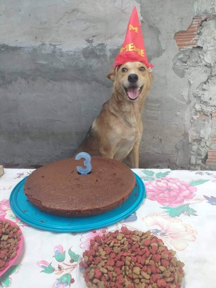porqueTTarg's tweet photo. Miren que lindo, le festejaron el cumple a un perrito 😖 https://t.co/yxG0pdyLN8