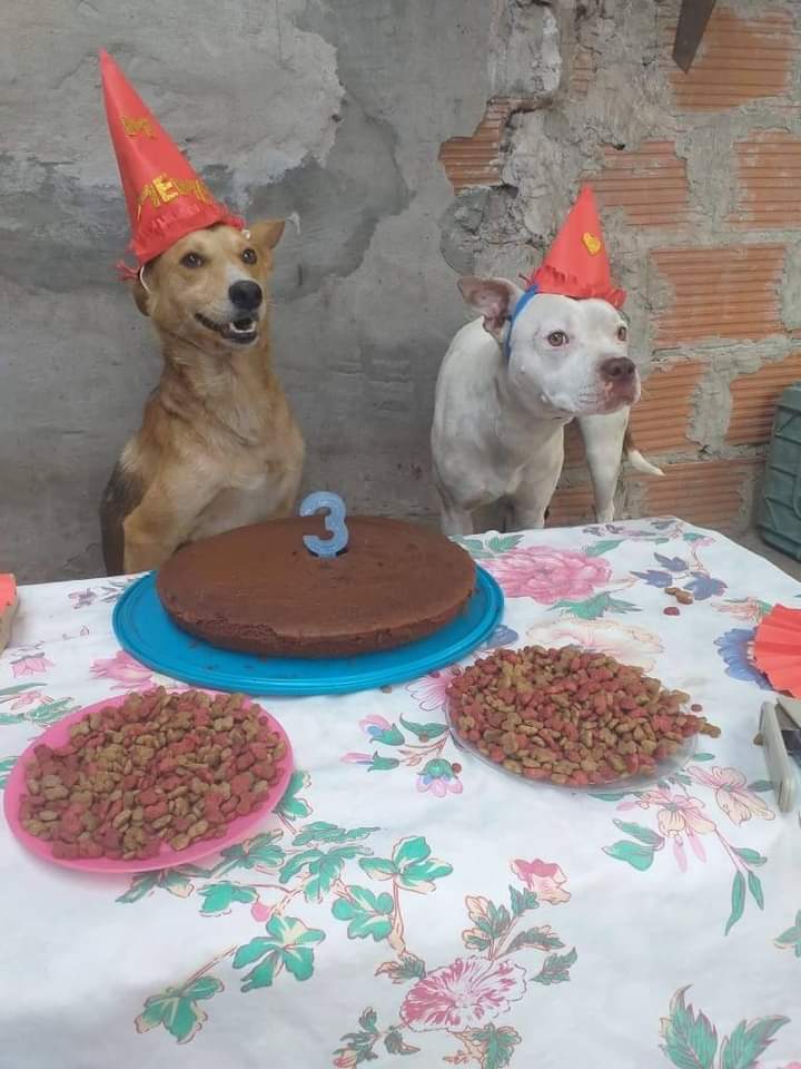 porqueTTarg's tweet photo. Miren que lindo, le festejaron el cumple a un perrito 😖 https://t.co/yxG0pdyLN8
