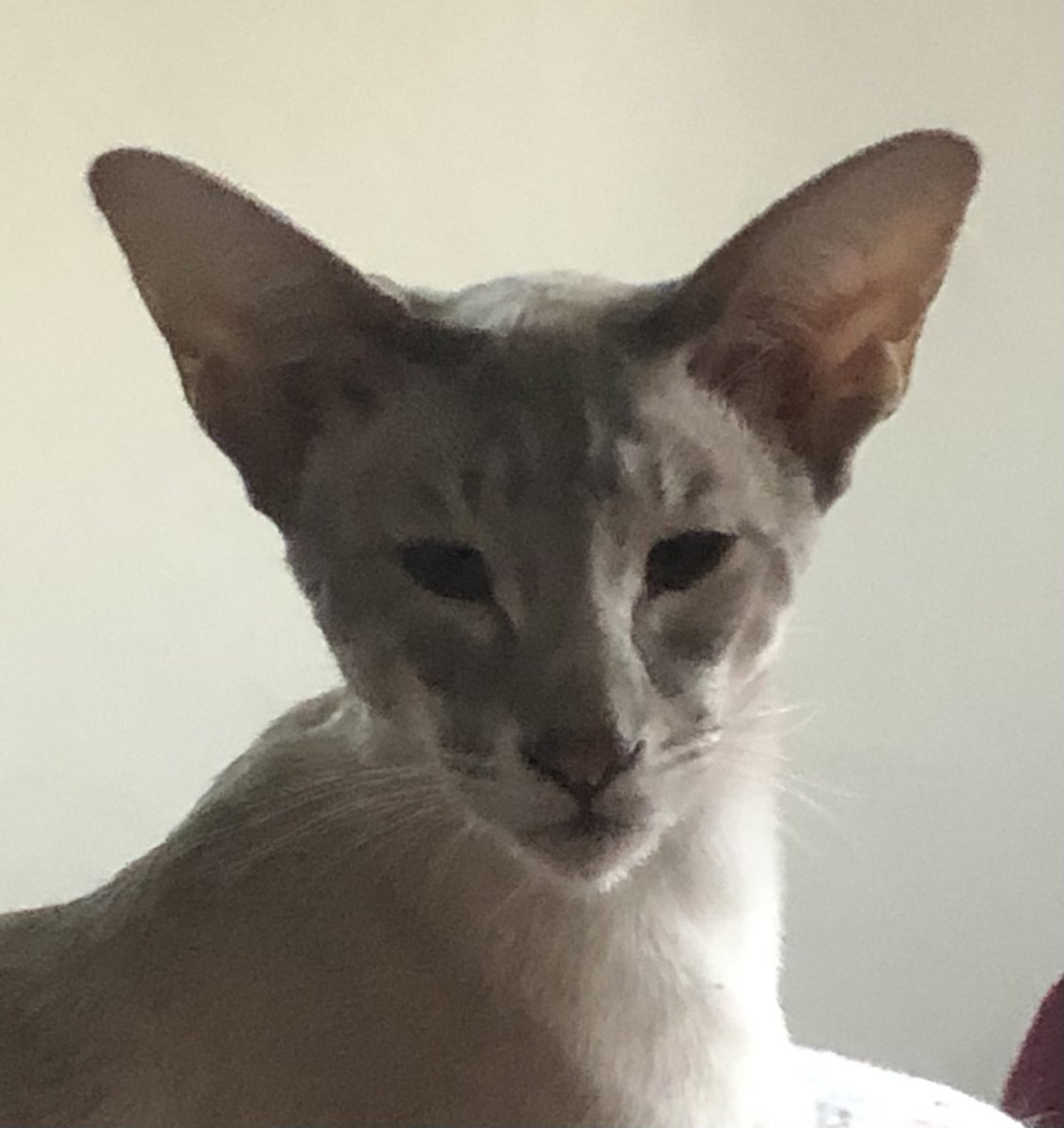 Solly (Soleil) says good afternoon