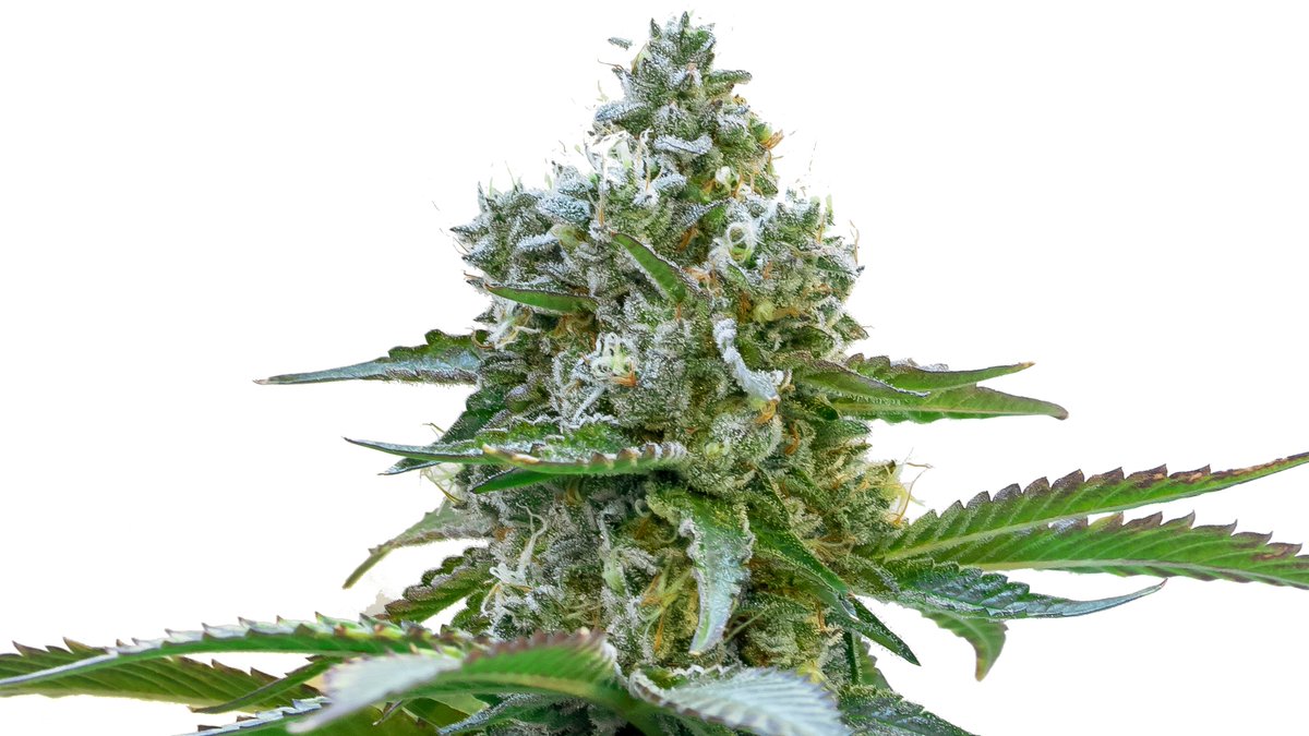Spring into our new lineup! Our Cookies, a Cookies/GSC &amp; OG/Pink Kush cultivar is beginner friendly with pest resistance &amp; a lower stretch rate. Super terpy, it has dense dark green buds &amp; amber trichomes. 🤤🍪