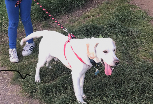 My madcap two-year-old lab, Mossy, has been missing from the Athlacca/Bruff/East Limerick area since last night.  If you live around there I'd really appreciate a retweet.  Contact <a href="/lynnekell/">Lynne Kelleher</a> if found.