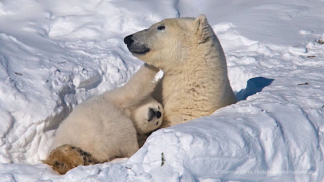 RETWEET to share the love for denning polar bear mothers and their cubs! 💙

#ProtectMomsAndCubs #PolarBearDay