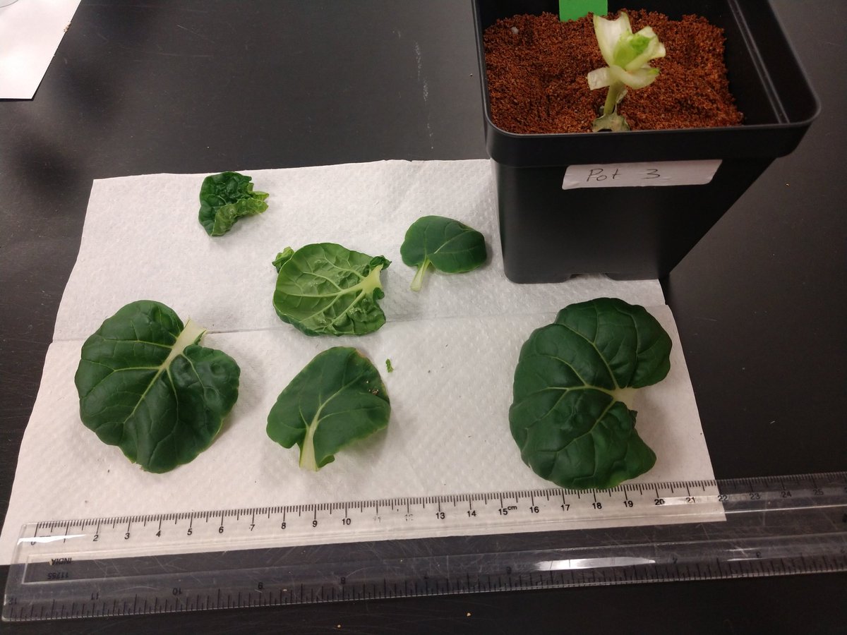 Jefferson MS Space Farmers tweet media