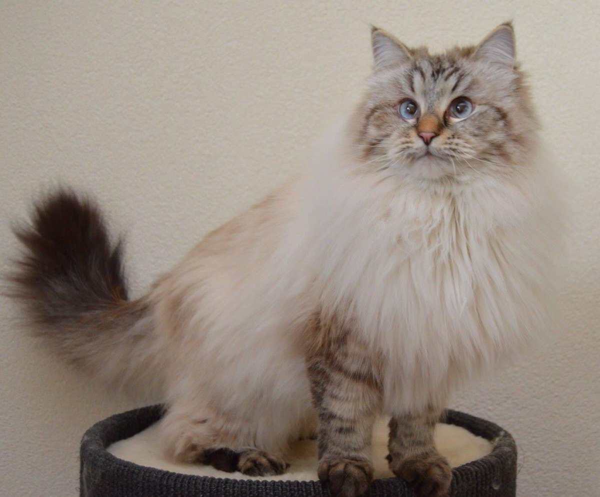 thehairycats's tweet photo. Cat friends, do you like having your picture taken? We don’t. That’s why there are so many photos of us sleeping😹. We were not in the mood for a photoshoot today, so here is one of me a few years ago. I didn’t sit still then either. #Casper #NotYourInstaModel #JustaCat https://t.co/wizh6cOXnB