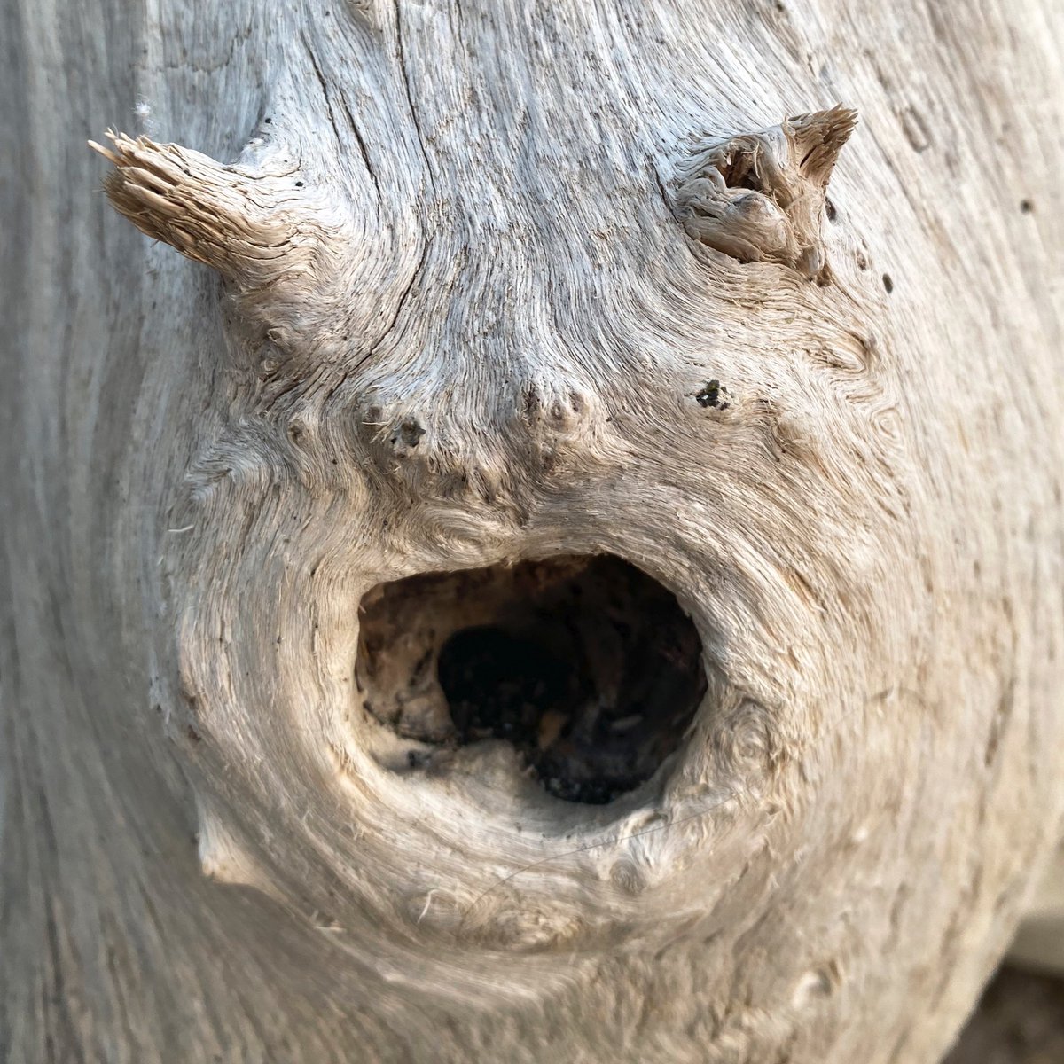 MaxLippolis's tweet photo. Devil!

#naturelovers #devil #trekking #pareidolia #opticalillusion #iseefaces https://t.co/I4E9HUZPVv