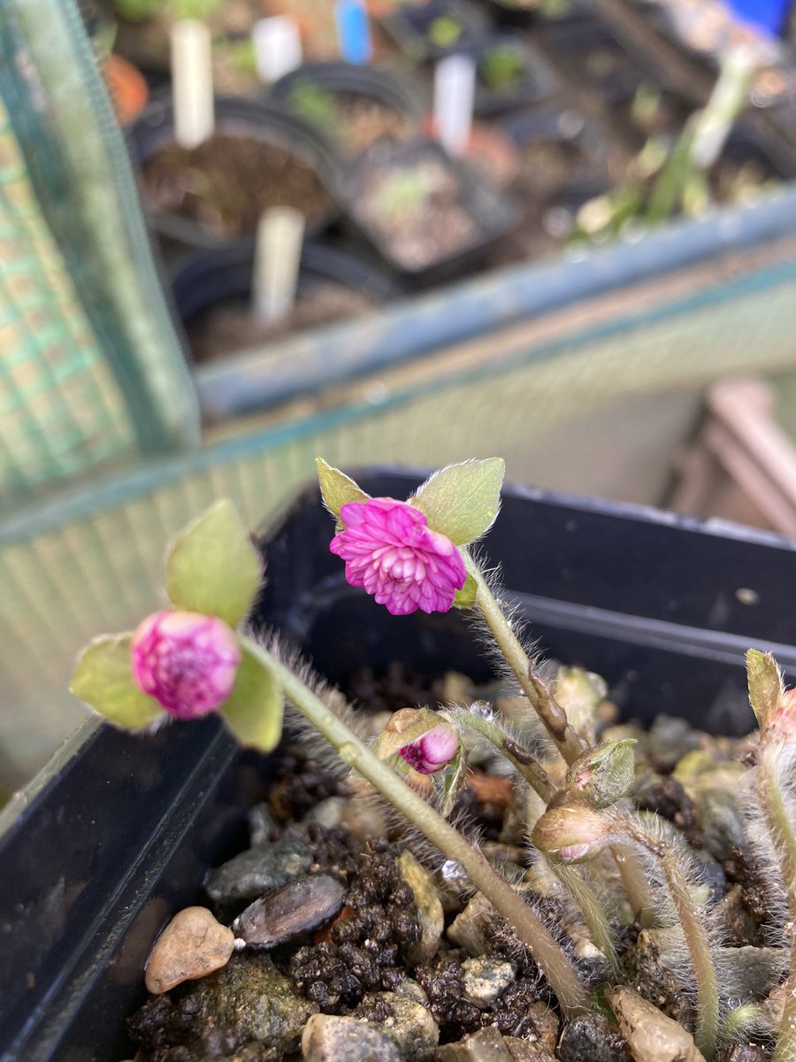 First of the Japanese hepaticas to flower 😃 #hepaticas #floraofjapan #scottishgarden