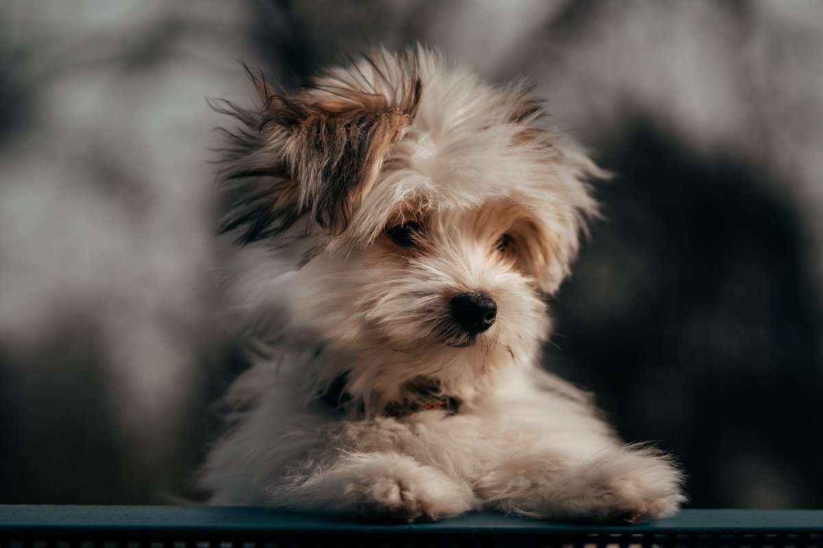 DannyHukMedia's tweet photo. Puppy Pics https://t.co/Pw9lCqmyyG