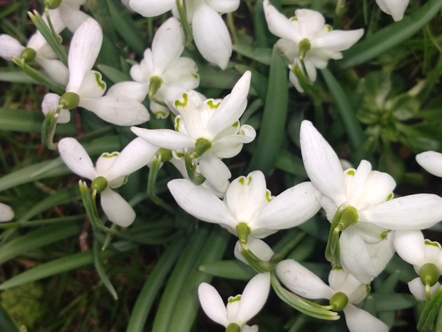 SouthwickParish's tweet photo. Hooray, spring is on the way! My daughter took these photographs of Southwick Brook in the grounds of 14thC Southwick Hall. #snowdrops #aconites #SpringIsComing #14thC @NN_BestSurprise https://t.co/I6yB3e4a3E