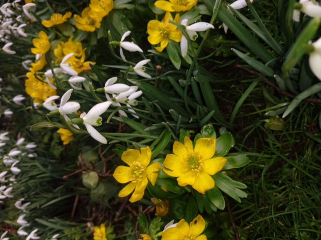 SouthwickParish's tweet photo. Hooray, spring is on the way! My daughter took these photographs of Southwick Brook in the grounds of 14thC Southwick Hall. #snowdrops #aconites #SpringIsComing #14thC @NN_BestSurprise https://t.co/I6yB3e4a3E