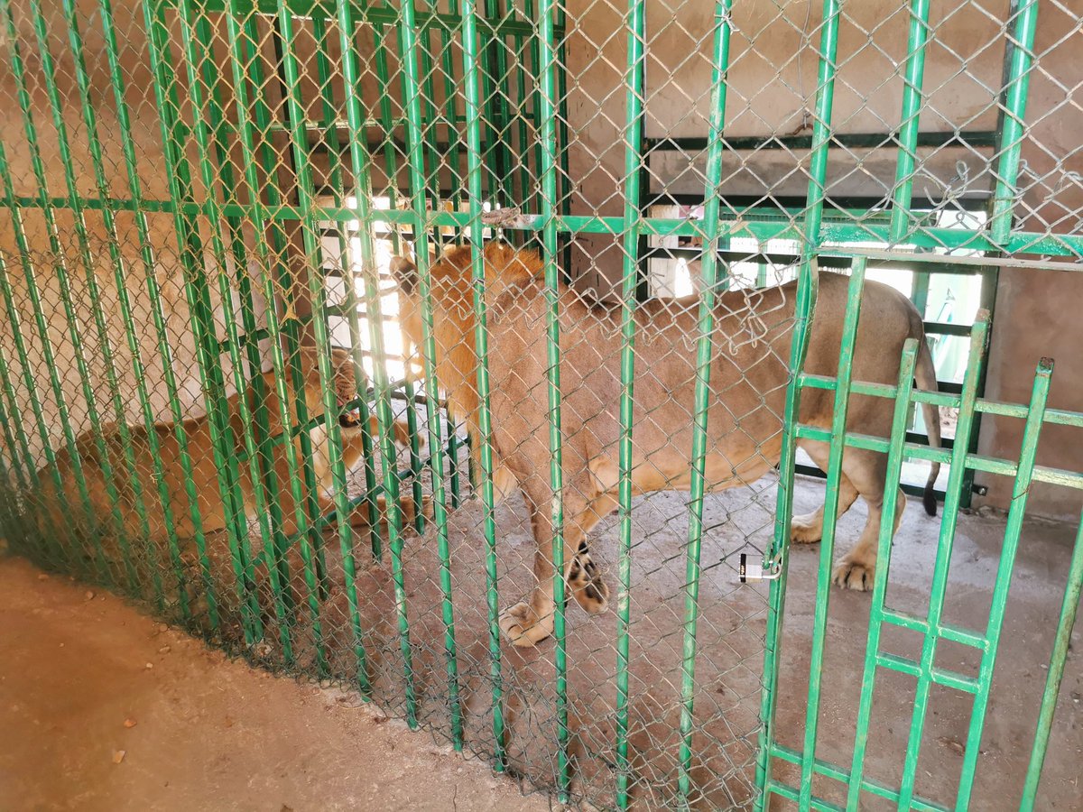 0smanSalih's tweet photo. تم بالامس انضمام اسد و لبوه لمجموعة مركز السودان للحياة البرية بواسطة شرطة الحياة البرية و هم الان في اتم الصحة والعافية

 لدينا الآن 14 أسدًا في رعايتنا! ادعمو المشروع بزيارتنا والتبرع! 

https://t.co/pEqFbjrwlO
@SudAnimalRescue
#SudanAnimalRescue #SaveSudanLions https://t.co/axcgoVmJPw