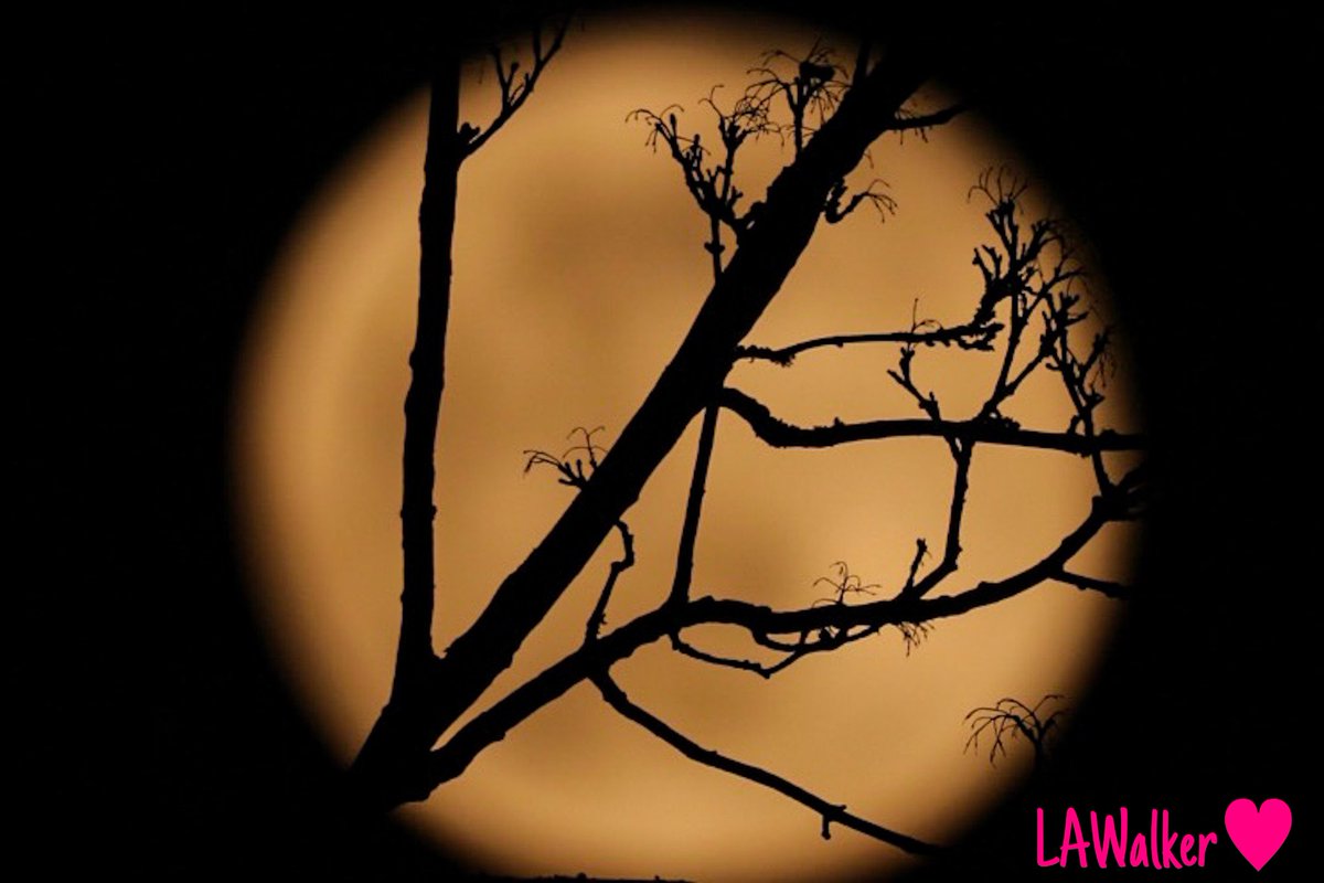 ᒪᗩᑌᖇᗴᒪᒪᗩ ᗯᗩᒪᛕᗴᖇ (@laurella1976) on Twitter photo Tonight’s snow moon 🌙 <a href="/stevieboss/">Stevieboss (Lord)</a> <a href="/Win_Guide/">The Winchester Guide</a> <a href="/MayorWinchester/">Mayor of Winchester</a> <a href="/BBCSouthNews/">BBC Hampshire & Isle of Wight</a> <a href="/alltalresford/">All Things Alresford</a> <a href="/AlresfordMarket/">Alresford</a> <a href="/alresfordrotary/">Alresford Rotary</a> #February2021 #newalresford #SnowMoon 🌙 #Hampshire <a href="/Space_Station/">International Space Station</a> <a href="/NASAMoon/">NASA Moon</a> #almostspring ❤️ <a href="/WinchesterLifes/">Winchester Lifestyle Magazine</a> <a href="/VisitHampshire/">Visit Hampshire</a> #moonlight Tonight’s snow moon 🌙 <a href="/stevieboss/">Stevieboss (Lord)</a> <a href="/Win_Guide/">The Winchester Guide</a> <a href="/MayorWinchester/">Mayor of Winchester</a> <a href="/BBCSouthNews/">BBC Hampshire & Isle of Wight</a> <a href="/alltalresford/">All Things Alresford</a> <a href="/AlresfordMarket/">Alresford</a> <a href="/alresfordrotary/">Alresford Rotary</a> #February2021 #newalresford #SnowMoon 🌙 #Hampshire <a href="/Space_Station/">International Space Station</a> <a href="/NASAMoon/">NASA Moon</a> #almostspring ❤️ <a href="/WinchesterLifes/">Winchester Lifestyle Magazine</a> <a href="/VisitHampshire/">Visit Hampshire</a> #moonlight