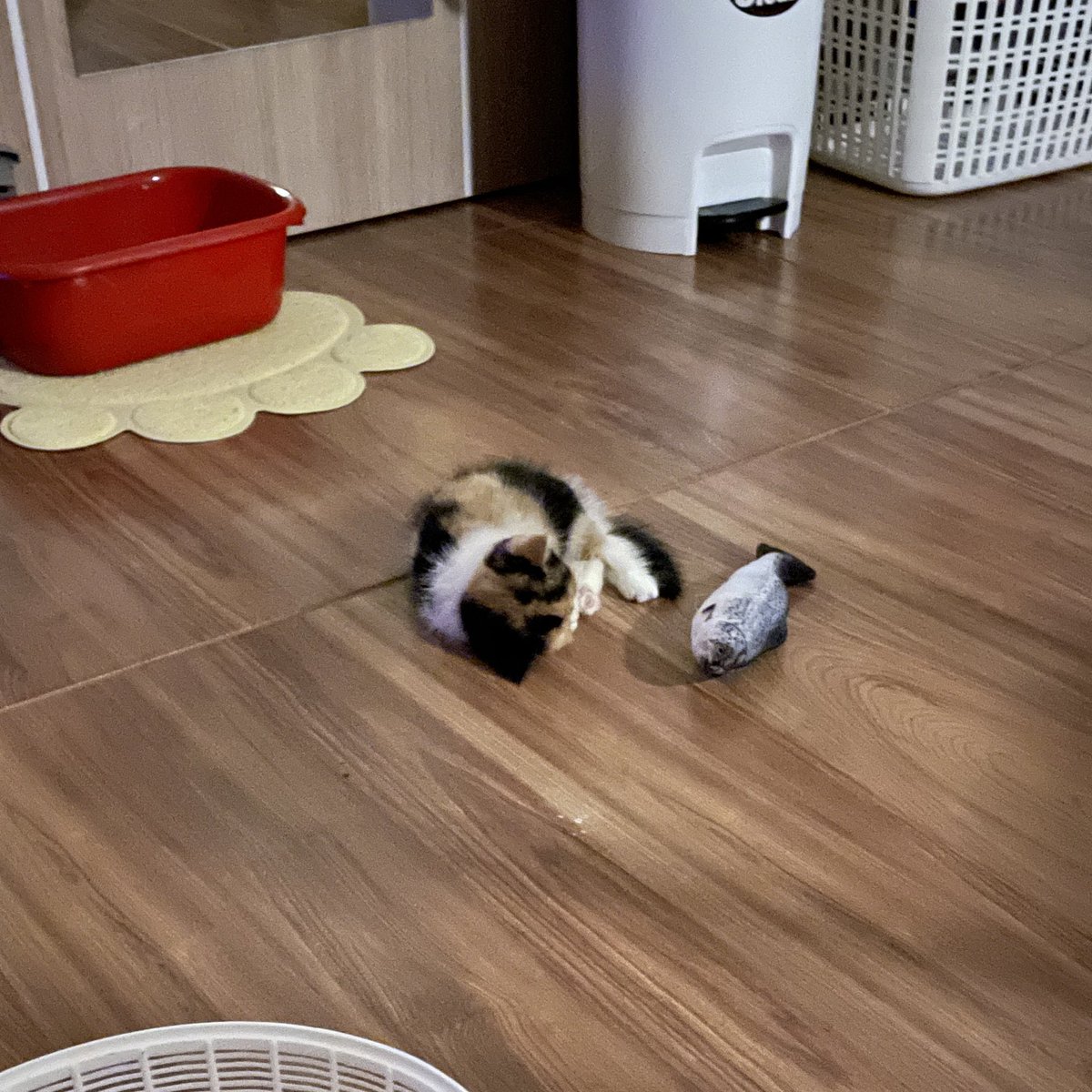 บีมกับน้องๆ tweet media