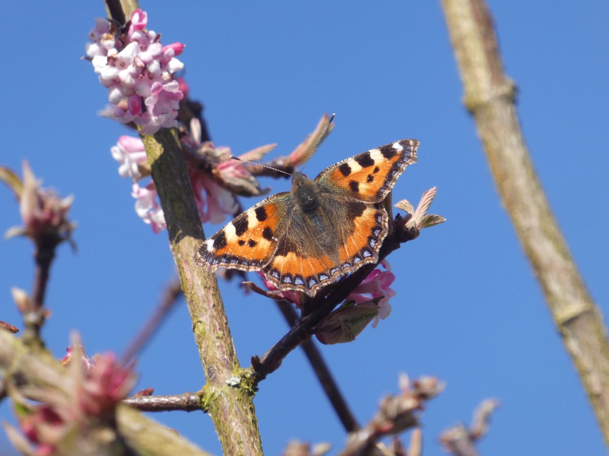 PaulHeather9's tweet photo. Early bees and butterfly. #butterflies #wildlife #Suffolk https://t.co/oTaulEAwWi
