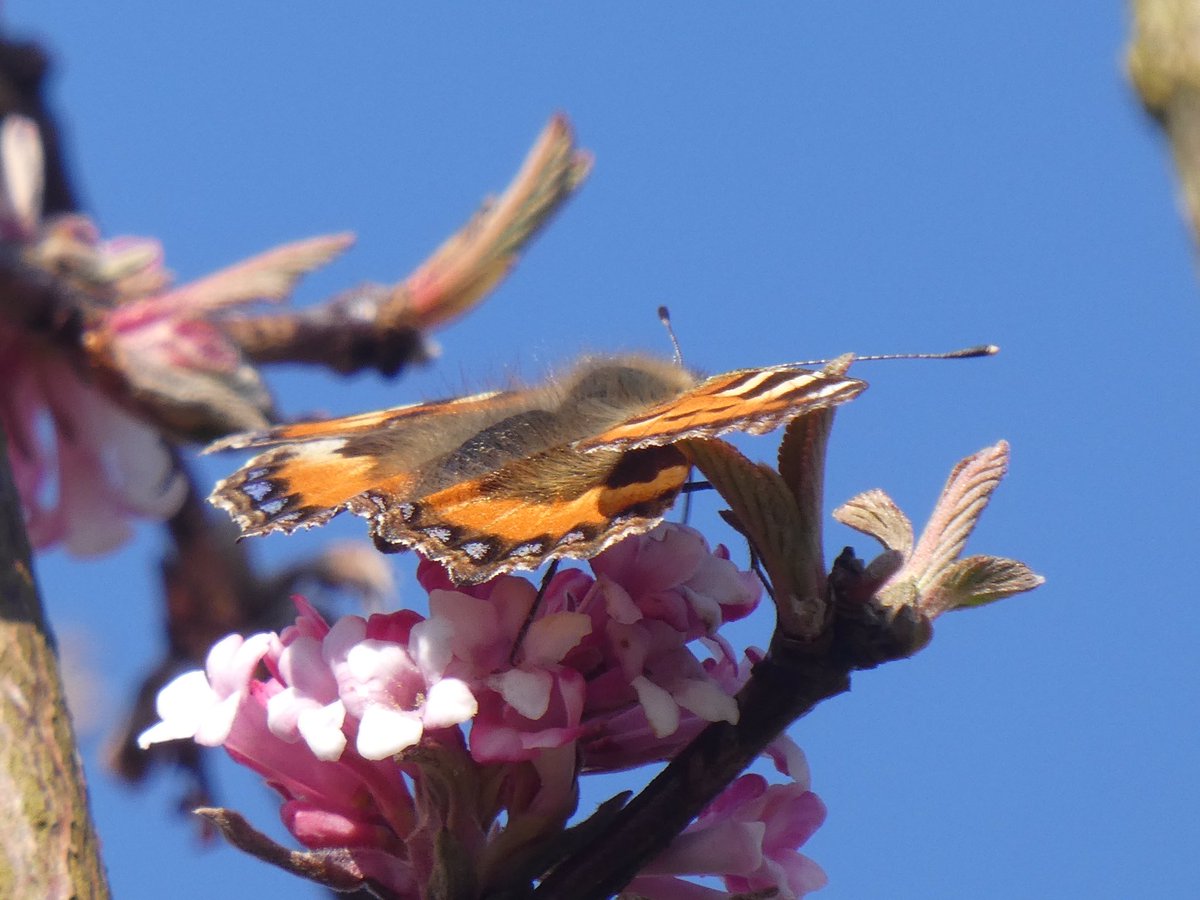 PaulHeather9's tweet photo. Early bees and butterfly. #butterflies #wildlife #Suffolk https://t.co/oTaulEAwWi