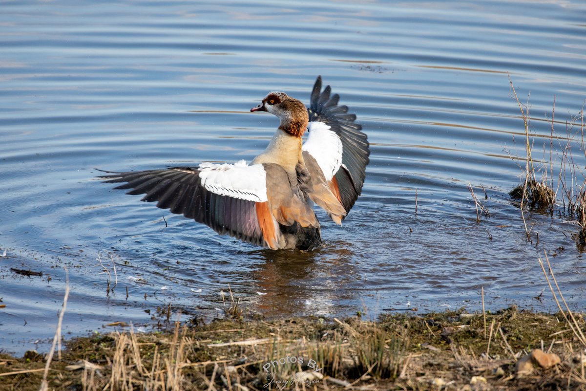 JennyAmwell's tweet photo. Egyptian geese were having a barney today at HMWT Amwell. A beautiful day albeit cool.
#egyptiangoose #egyptiangeese @HMWTBadger @Natures_Voice #amwellreserve #hertsbirds @Hertsbirds #hmwtamwell #hmwt #hertsphotographer #hertswildlife @AmwellBirding https://t.co/gwSNlXzcRY