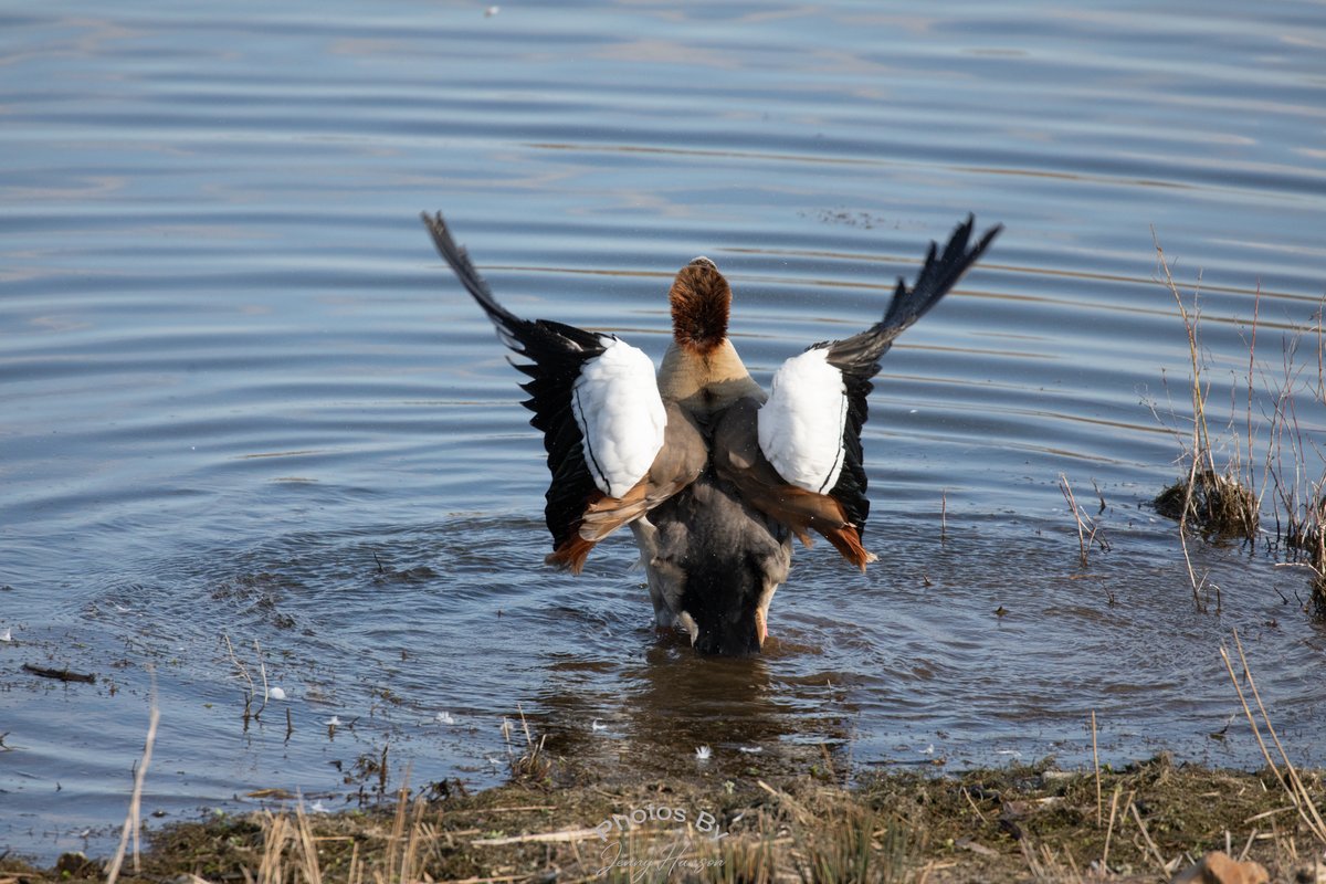 JennyAmwell's tweet photo. Egyptian geese were having a barney today at HMWT Amwell. A beautiful day albeit cool.
#egyptiangoose #egyptiangeese @HMWTBadger @Natures_Voice #amwellreserve #hertsbirds @Hertsbirds #hmwtamwell #hmwt #hertsphotographer #hertswildlife @AmwellBirding https://t.co/gwSNlXzcRY