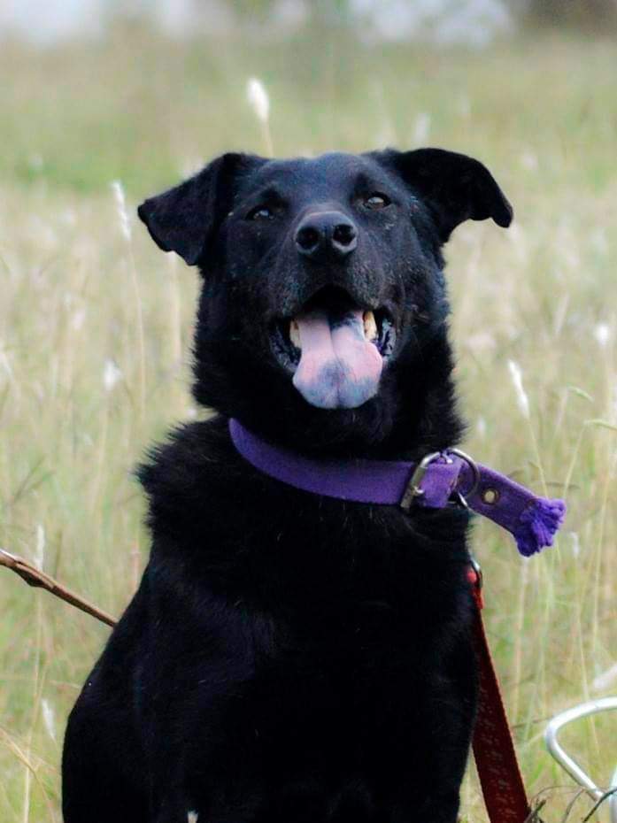 elcampito's tweet photo. Bala espera hace 10 años en el refugio.
Es tranquilo, paciente, obediente y muy sabio💞
Si querés darle la familia que tanto espera, escribinos a▶️ adoptantesdelcampito@gmail.com
Compartiendo esta publicación también ayudás a que Bala encuentre un hogar🙌🏻🐾 https://t.co/jljxPwJ5zl