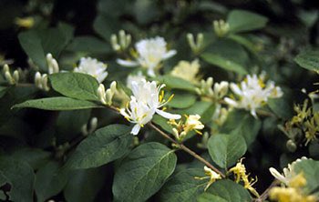 EIU Bio Sciences (@eiubiosci) on Twitter photo Itās National Invasive Species Awareness Week! If you would like to help in the fight against invasive species like autumn olive & bush honeysuckle, there are two paid internship/research positions available. Contact Bella Lopez at imlopez@eiu.edu for more information or to apply Itās National Invasive Species Awareness Week! If you would like to help in the fight against invasive species like autumn olive & bush honeysuckle, there are two paid internship/research positions available. Contact Bella Lopez at imlopez@eiu.edu for more information or to apply