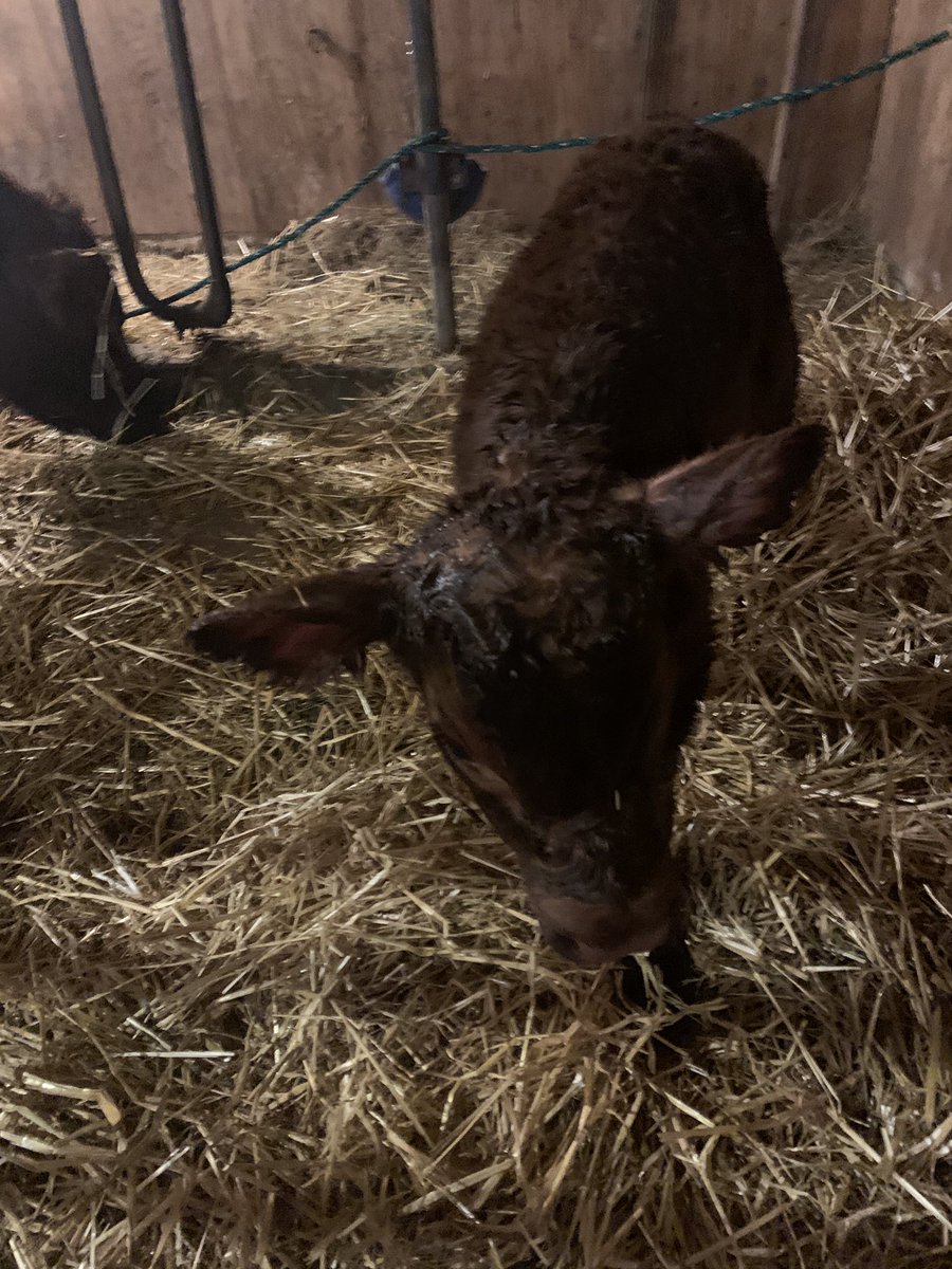 drstaceyangus's tweet photo. Jane had this pretty little heifer this morning. Chi named her Jessie. #calving2021 #onlythreeleft https://t.co/PtPSqEK8Ka