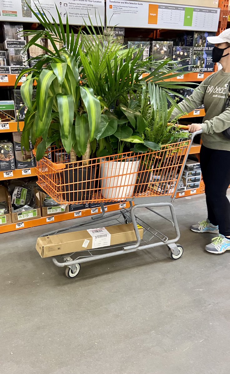 Ferns, tropicals &amp; bulbs otd at HD3608 today! <a href="/TSchenckTHD/">Timothy Schenck</a> <a href="/HDFlintkid/">Thomas Spencer</a> <a href="/merritt_jen/">Jennifer Merritt</a> <a href="/WebbfWebb/">frank webb</a> <a href="/BellNursery/">Bell Nursery</a>