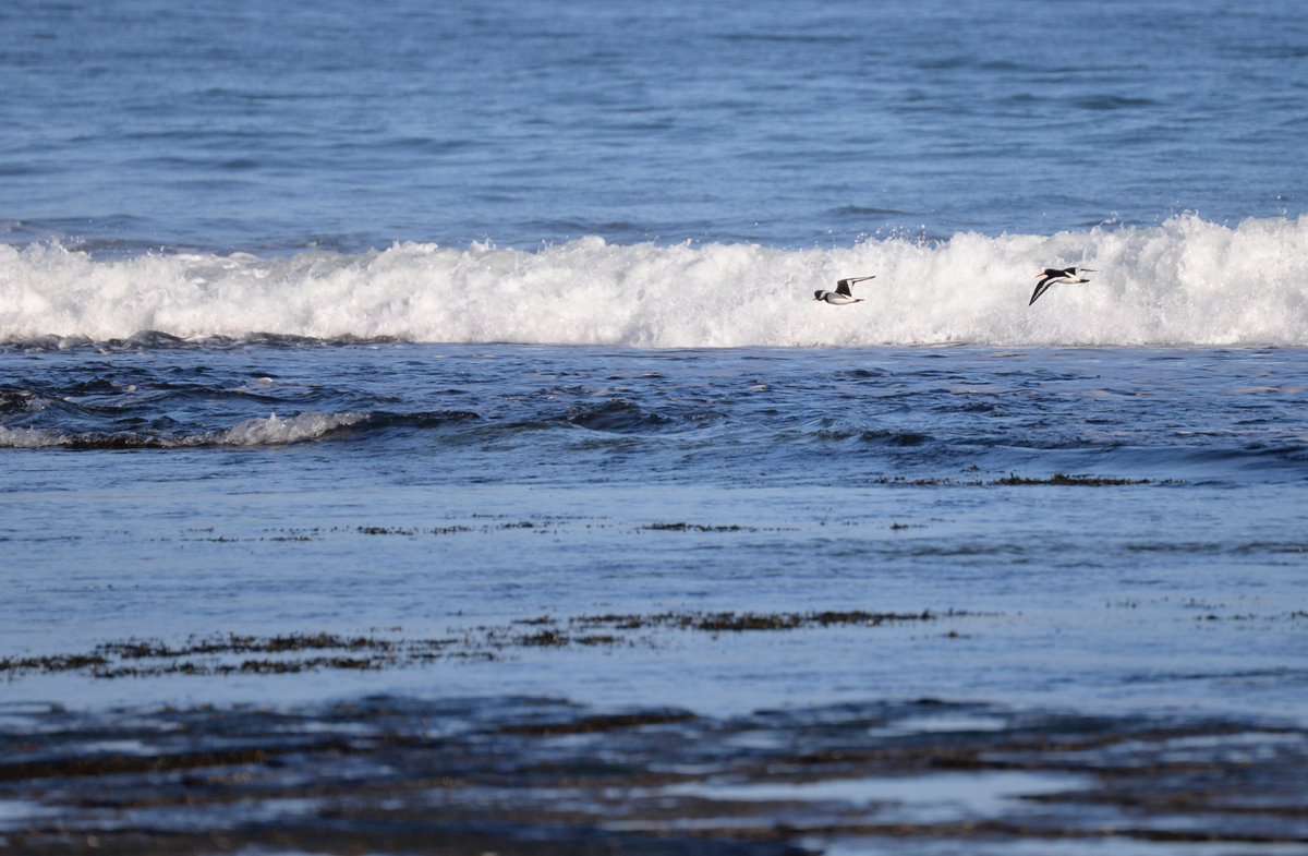 spindaughter's tweet photo. Dunnet Beach this morning, I have no idea what birds they are, but they move fast! Glorious start to the day #SpringIsComing #beachlife #northcoast #SeabirdSaturday https://t.co/4IN4Nifa1u