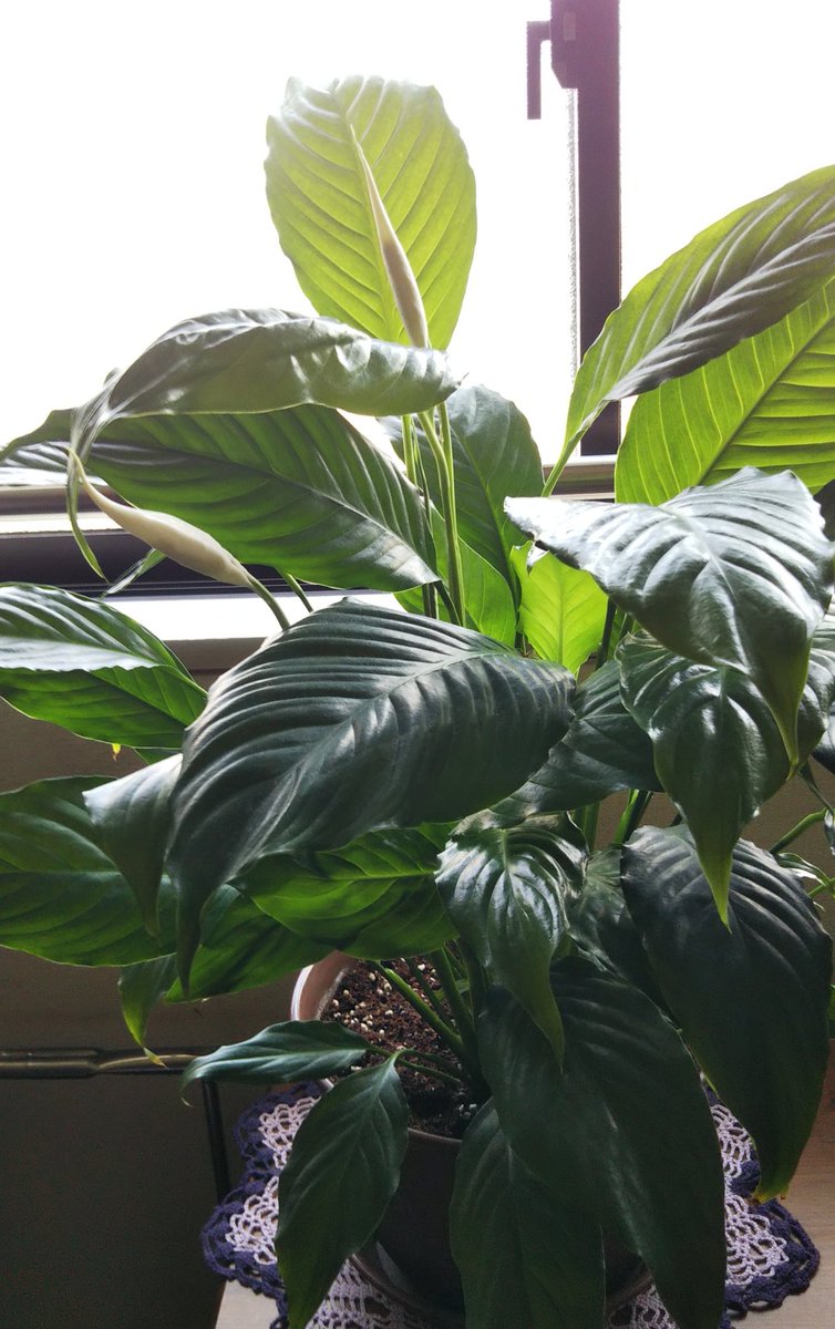 律津夏 בטוויטר 観葉植物成長記 スパティフィラム開花記念 集合写真 と 今が１番うつくしいかな 花写真 つややかな白が綺麗 観葉植物 スパティフィラム キリトリセカイ 花写真