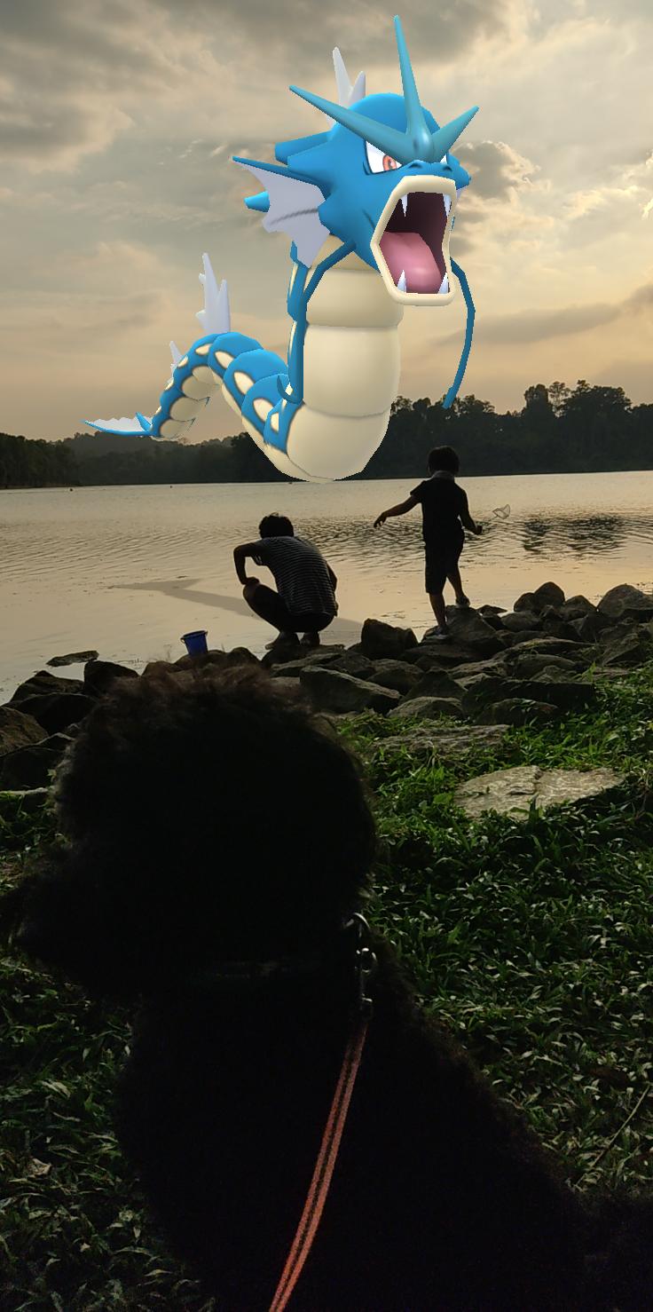 黒い犬ollieとシンガポール暮らしでポケモンgo 近所の貯水池に出かけた 水辺 にはギャラドスでしょ 良い写真が撮れた 犬も居るよ 今日もジム置きできず タスクも達成出来ません 子供と一緒にやるには無理なヤツ 子供にも優しくして欲しい ポケモンgo